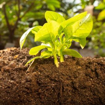 Young plant in soil